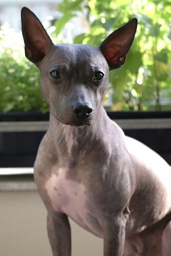 Maxican-Hairless-Dog