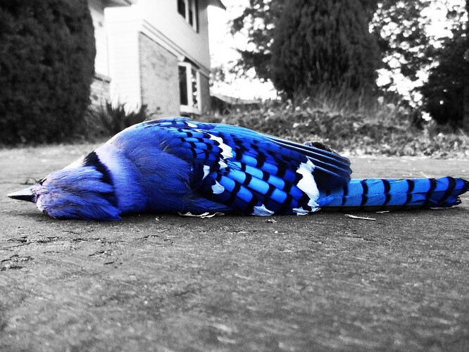 dead-blue-jay