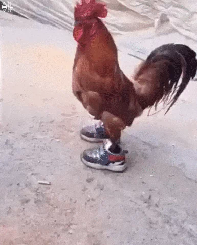 chicken in sneakers GIF
