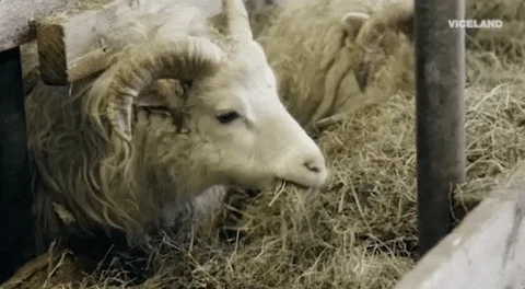 ram GIF by Dead Set on Life