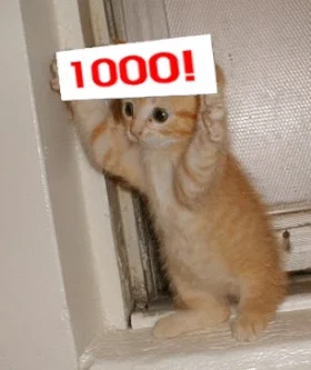 cat 1000th post GIF
