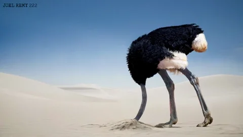 Ostrich GIF by joelremygif