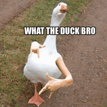 what-the-duck-wtd