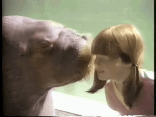 Walrus Kiss GIF